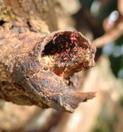 I broke one of my mango tree's twig and found these red little insects crawling inside. Some of the branches has sap leaking, and so many ants here and there. What's happening and what should I do to keep this mango tree healthy? from mango t