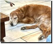 Golden Retriever Uveitis (GRU) from gru margo porn