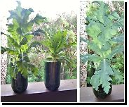 Tropical Grow in Soda-Pop Bottles (without flash &amp; with flash)....Left one is Izmir Bush Poppy, on right is Lauren's Grape. These were grown in 2 Liter soda-pop bottles under an inexpensive LED panel grow light. The LG should be going vertical lik from soda sude com